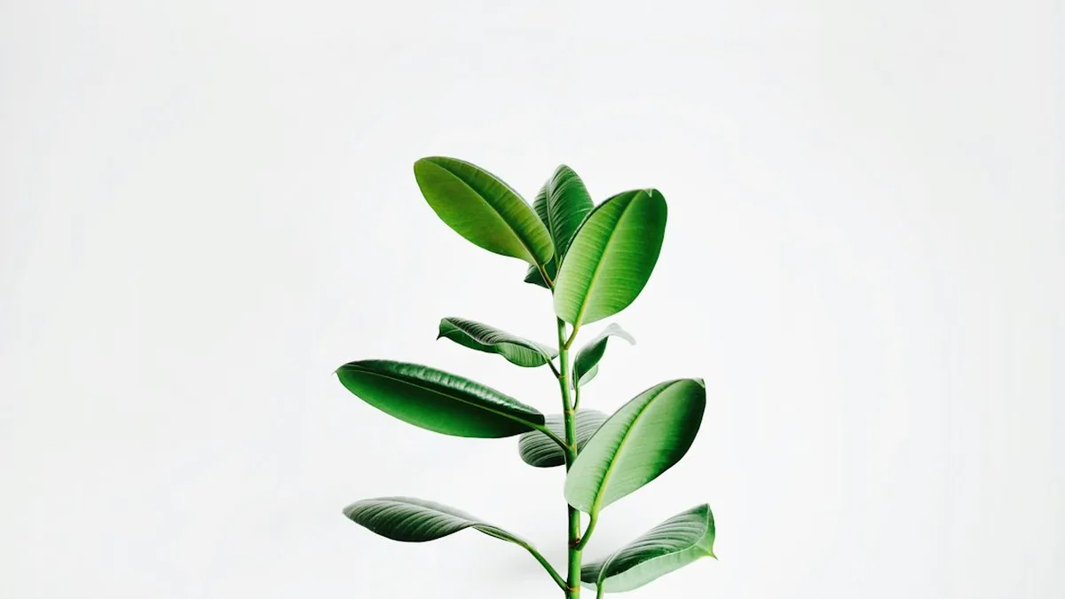 Application plantes gratuite