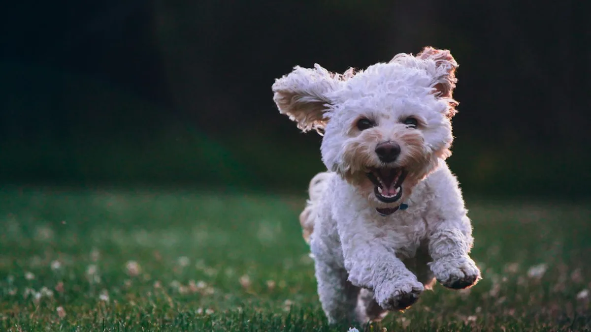 Chien petit taille